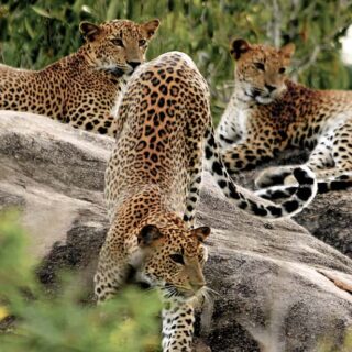 Yala National Park Safari