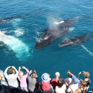 Mirissa Whale Watching Tour